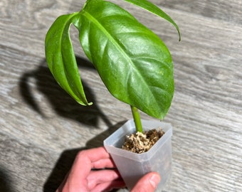 Philodendron Barrosoanum 5 Rare 3-Lobe Tropical Plant (Not Tripartitum, 69686, Camposportoanum)