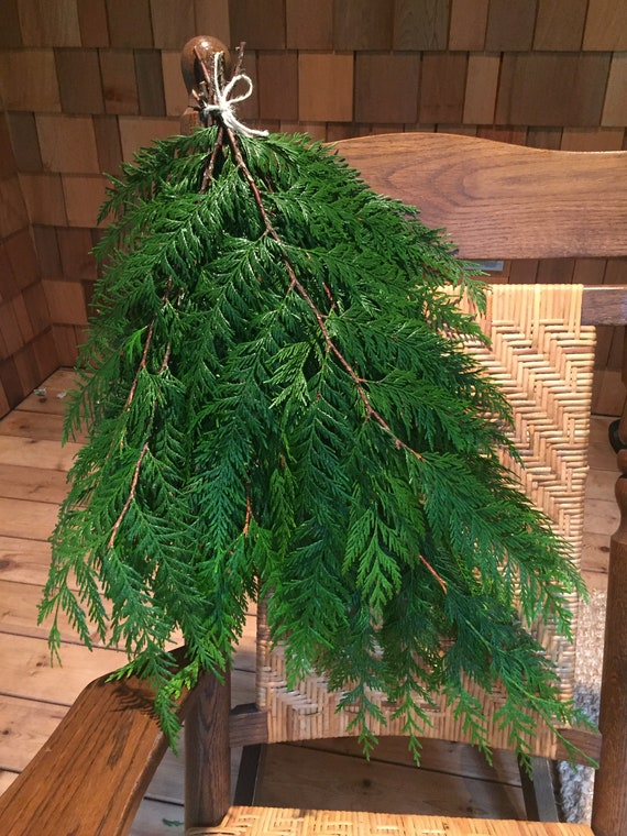 Fresh Cut Western Red Cedar Bunch 20 Inch-evergreen Branches