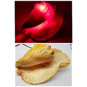 Vintage MCM Large Conch Shell Light Lamp Corded Switch Stained Red 3 lbs 10 oz
