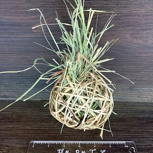 Jumbo Hay-Stuffed Willow Ball - Safe chews for guinea pigs, bunny rabbits, chinchillas, rats and other small animals
