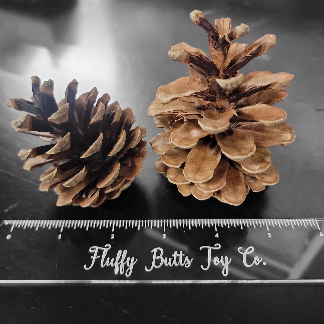 10 Pack Medium Pine Cones, Chewing for Small Pets Etsy