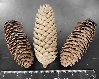 May include: Three brown pine cones of varying sizes, arranged in a triangular shape on a gray surface. A clear ruler with the text "Fluffy Butts Toy Co." is placed below the pine cones.
