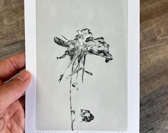 Ancolie - Impression thermique de fleurs 12/20