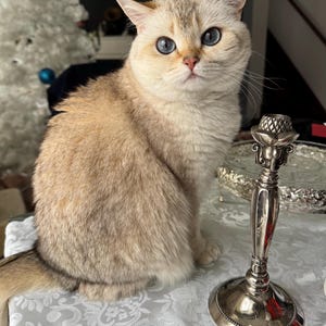May include: A fluffy golden-shaded cat with bright blue eyes sits next to a polished silver candlestick holder. The cat has a light cream-colored coat with darker tips, and the metal candlestick features a textured, decorative top section.