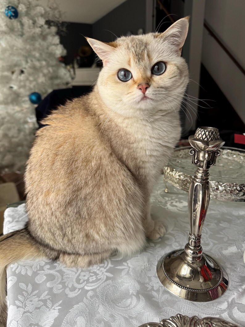 May include: A fluffy golden-shaded cat with bright blue eyes sits next to a polished silver candlestick holder. The cat has a light cream-colored coat with darker tips, and the metal candlestick features a textured, decorative top section.