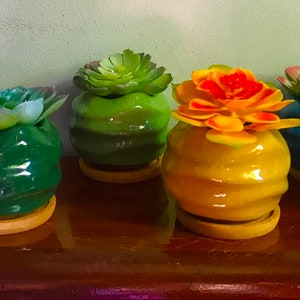 Set of Six Luscious Succulents