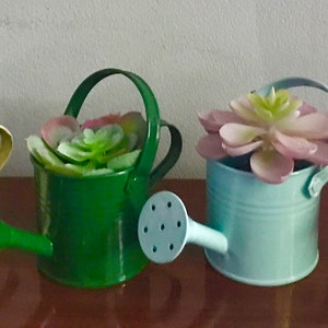 A Sprinkling of Succulents