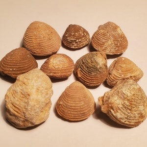 May include: A collection of nine fossilised seashells in various shades of brown. The shells are arranged in a circular pattern on a white surface.