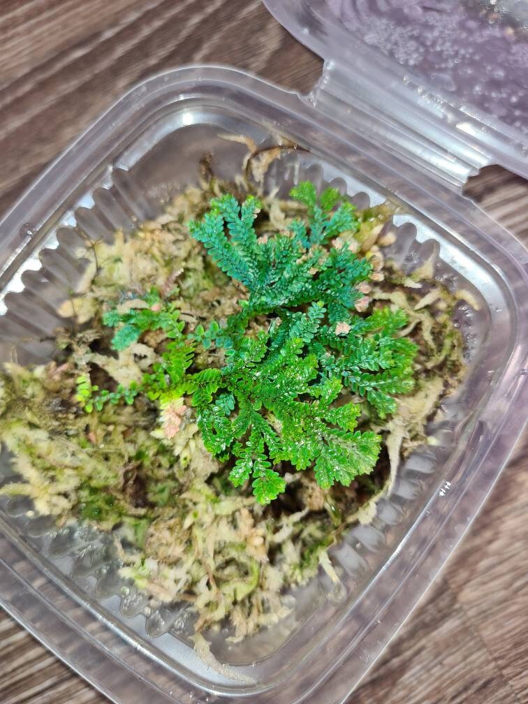 Selaginella Uncinata