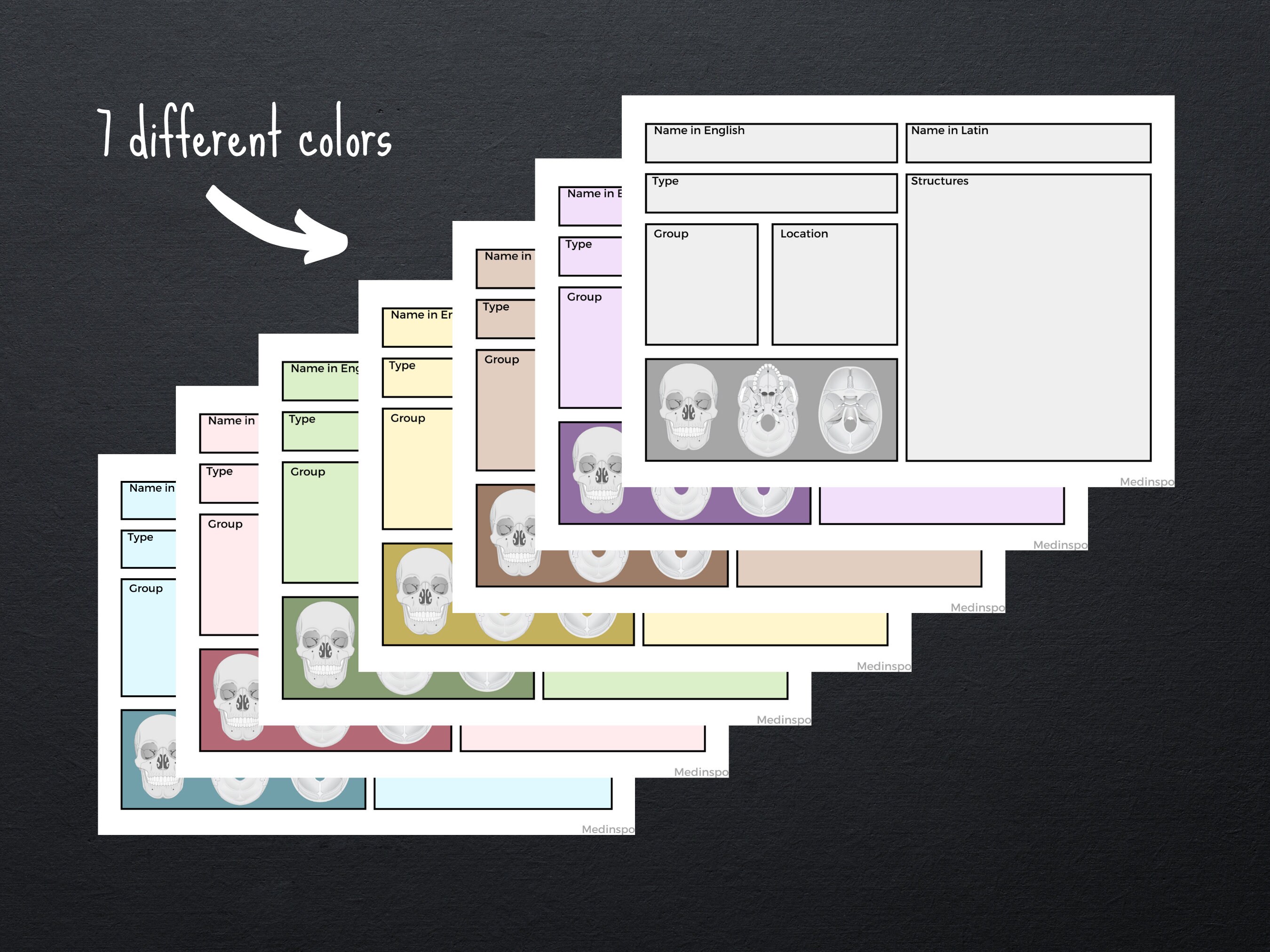 Cranium Skull Flashcards PDF Printable Digital Template Study, Anatomy ...