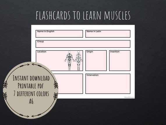 Muscular System Flashcards PDF Printable Digital Template - Etsy UK