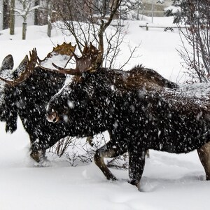 Colorado Winter Moose