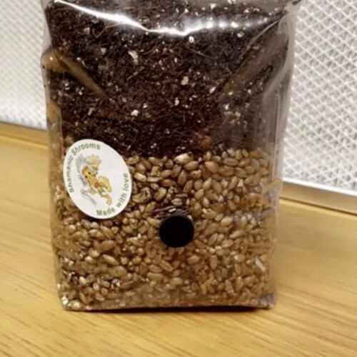 Allinone Mushroom Grow Kit. 1KG Grain Spawn Coir Vermiculite Etsy