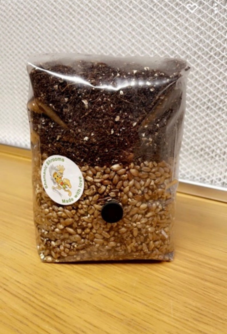 Allinone Mushroom Grow Kit. 1KG Grain Spawn Coir Vermiculite Etsy UK