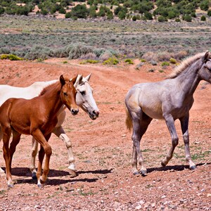 Strolling Along Wild Horses Wall Art Horse Photography Canvas Wall Decor Glossy Paper F Newman Photography