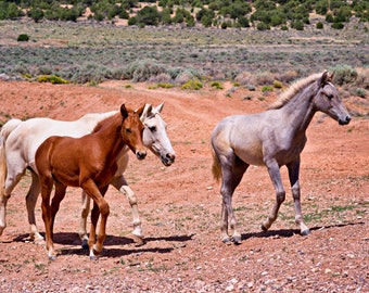 Strolling Along Wild Horses Wall Art Horse Photography Canvas Wall Decor Glossy Paper F Newman Photography