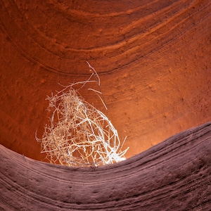 Burning Bush, Photography Canvas Wall Decor Slot Canyon Wall Art Arizona Southwest Lower Antelope Canyon, F Newman Photography