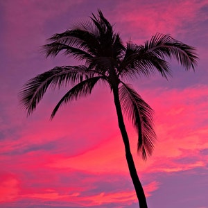 Palm Tree Sunset, Photography Canvas Wall Decor Wall Art Cabo San Lucas Mexico, F Newman Photography