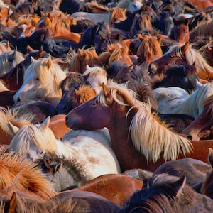 Horse Round Up Wild Horse Iceland Horses Wall Art Horse Photography Canvas Wall Decor Glossy Paper, F Newman Photography image 1