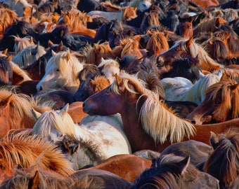 Horse Round Up Wild Horse Iceland Horses Wall Art Horse Photography Canvas Wall Decor Glossy Paper, F Newman Photography