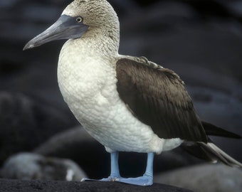 アオアシカツオドリ/ぬいぐるみ/海洋鳥/ガラパゴス鳥/DECORNERHOME