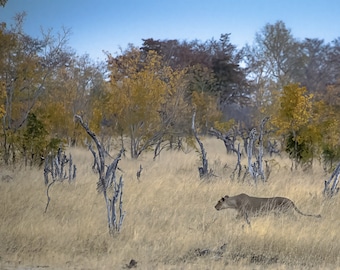 Lioness Wall Art, Ready to Hang Canvas Print of South Africa Lioness Running through Landscape, Safari Travel Print for Office or Home Decor
