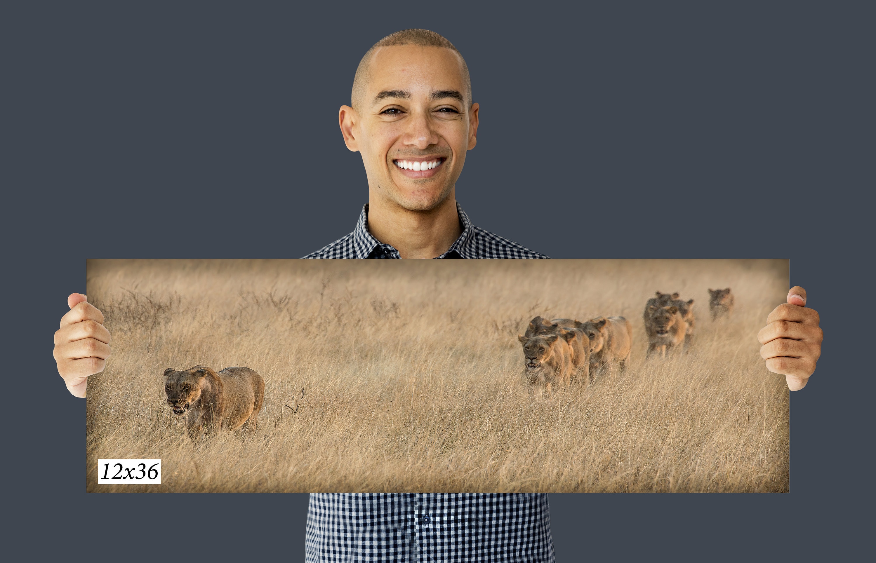 Wall Hanging Canvas Photo Print of a South Africa Lionesses on the Hunt 8X10 to