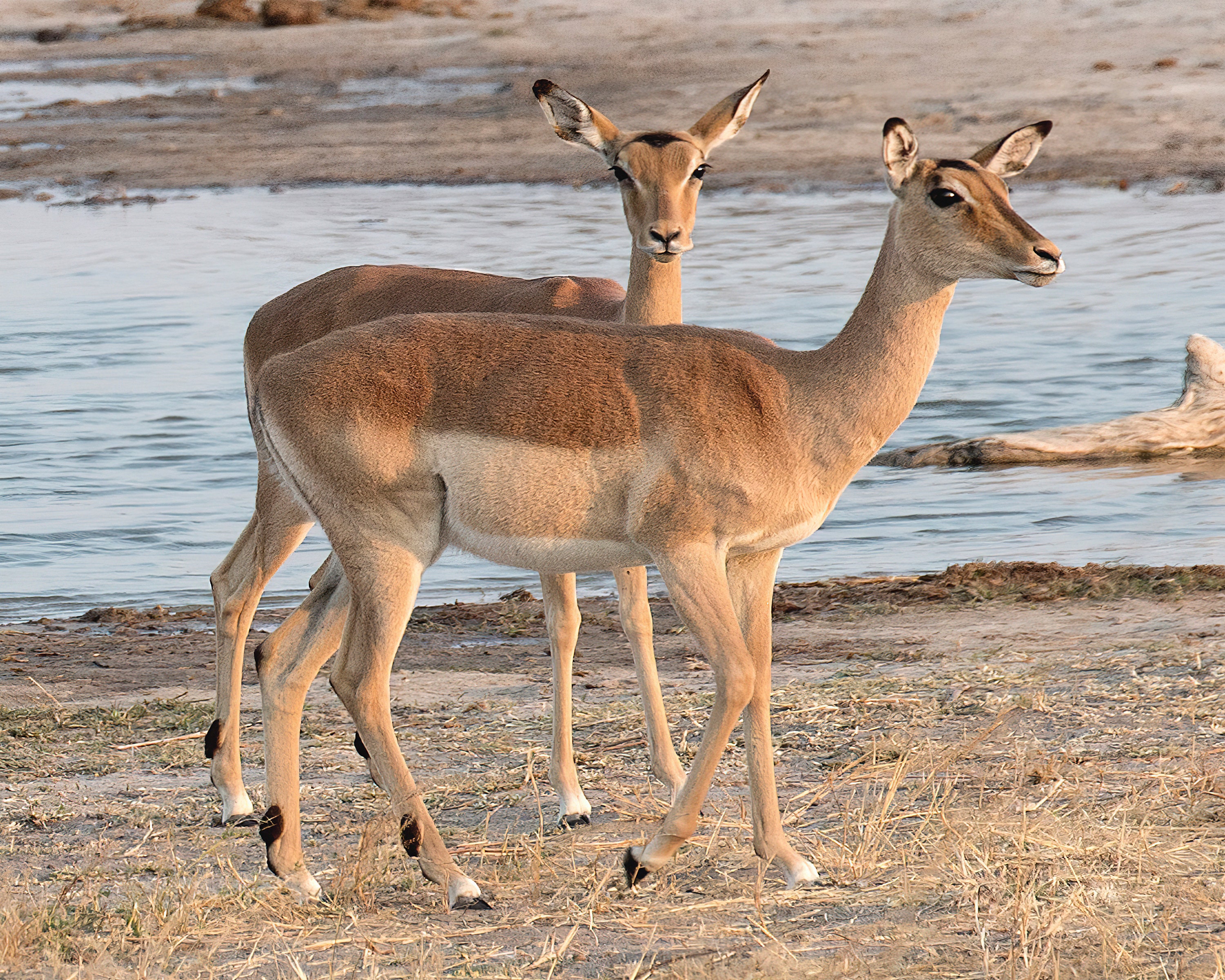 Wall Hanging Canvas Photo Print of a South Africa Gazelles standing 8X10 to 40