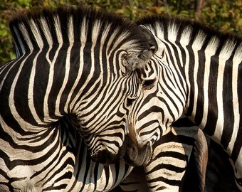 South African Zebras Canvas Print | Adventure Photo Art | Wall Art Photography | Cuddling Zebras Hanging Wall Art