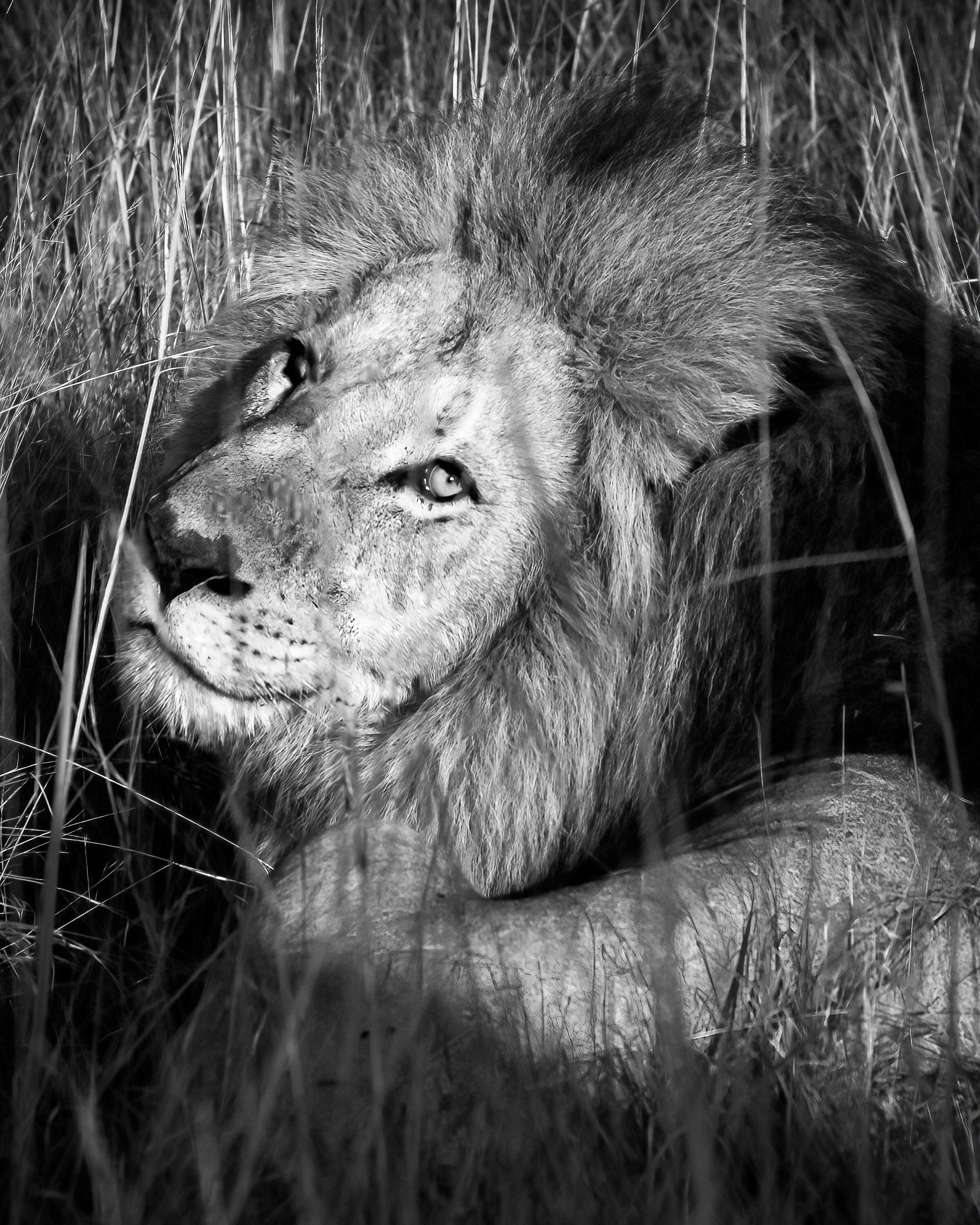 Wall Hanging Photo Print of South Africa Lion Portrait in Black and White for