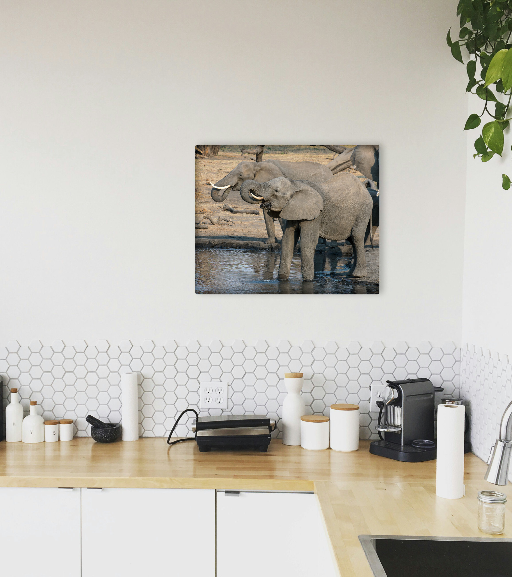 Drinking Elephants Canvas Print South African Adventure Photo Art Wall