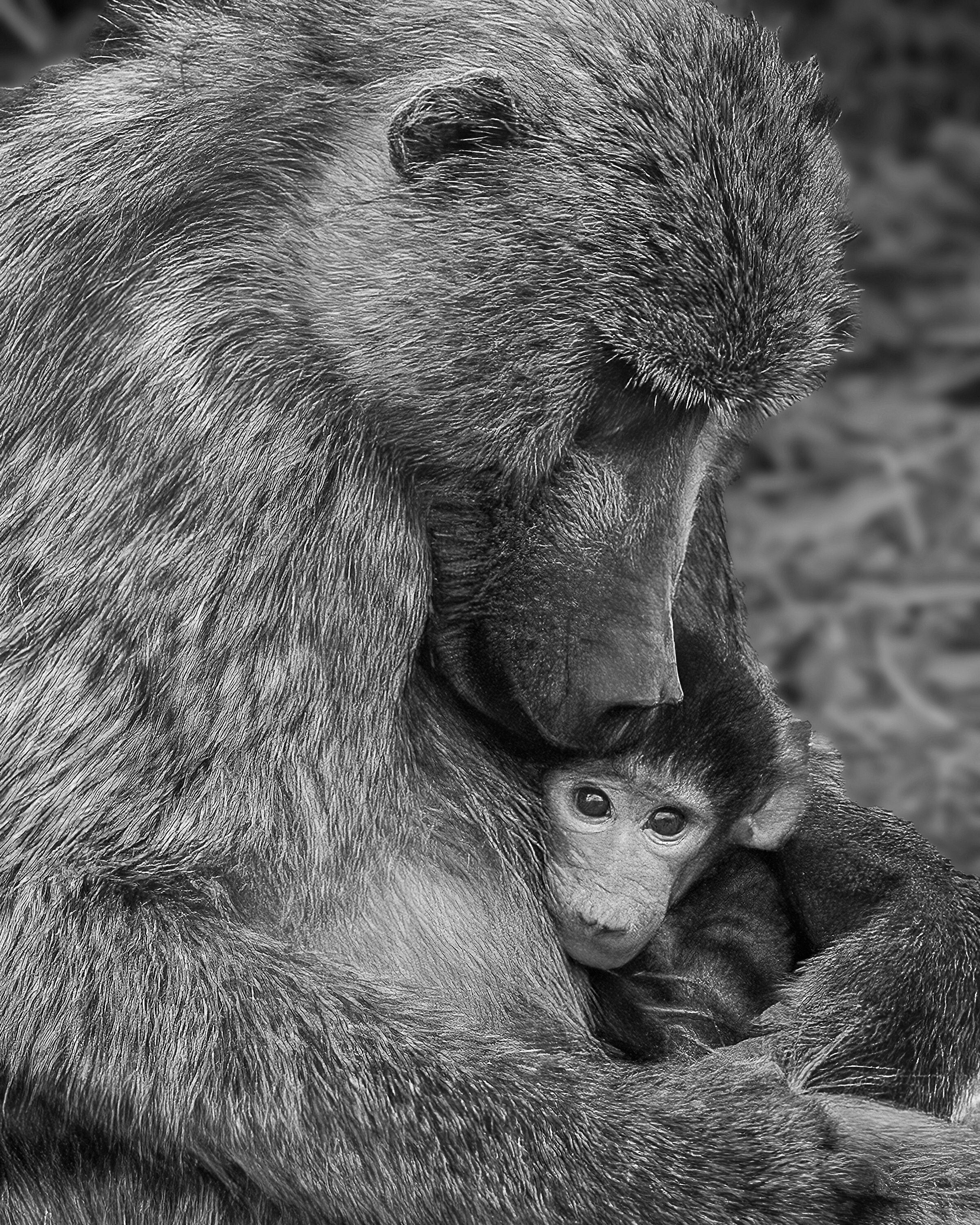 Canvas Photo Print Wall Hanging of a Southern Africa Baboon Mother and Baby 8 x