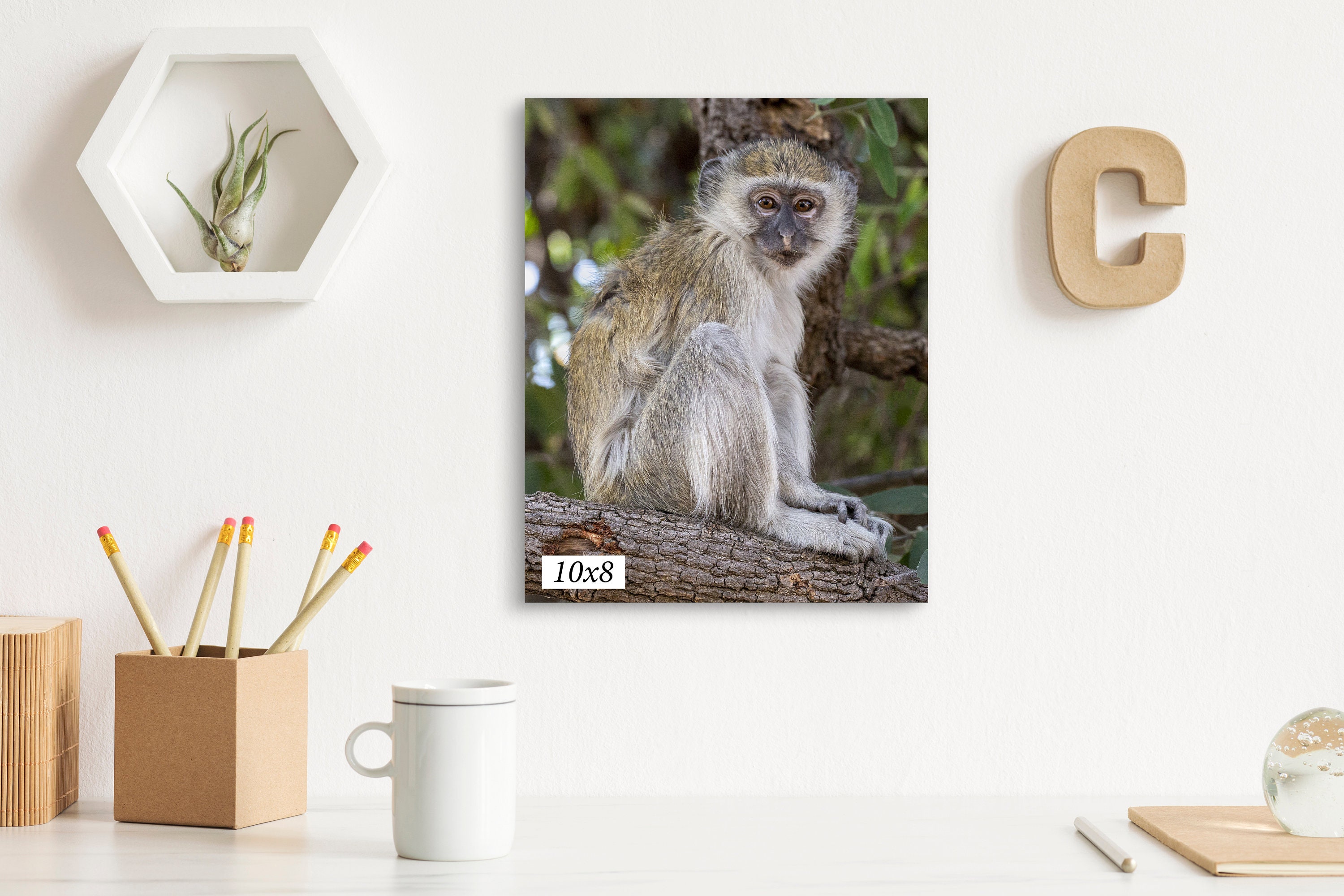 Canvas Photo Print Wall Hanging of a Southern Africa Vervet Monkey 8 x 10 up to