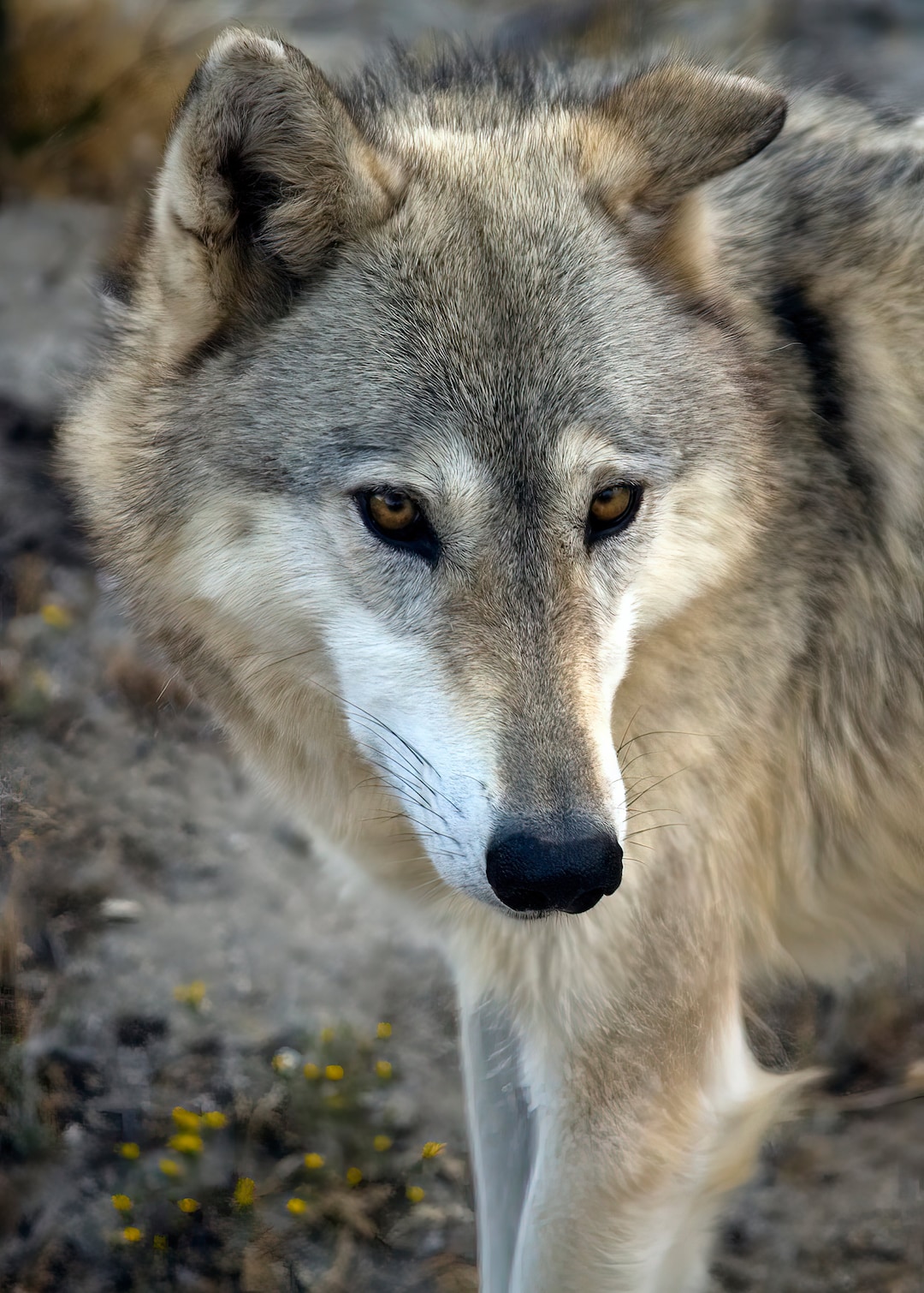 Gray Wolf Portrait | Wildlife Photography Canvas Wall Art - Etsy