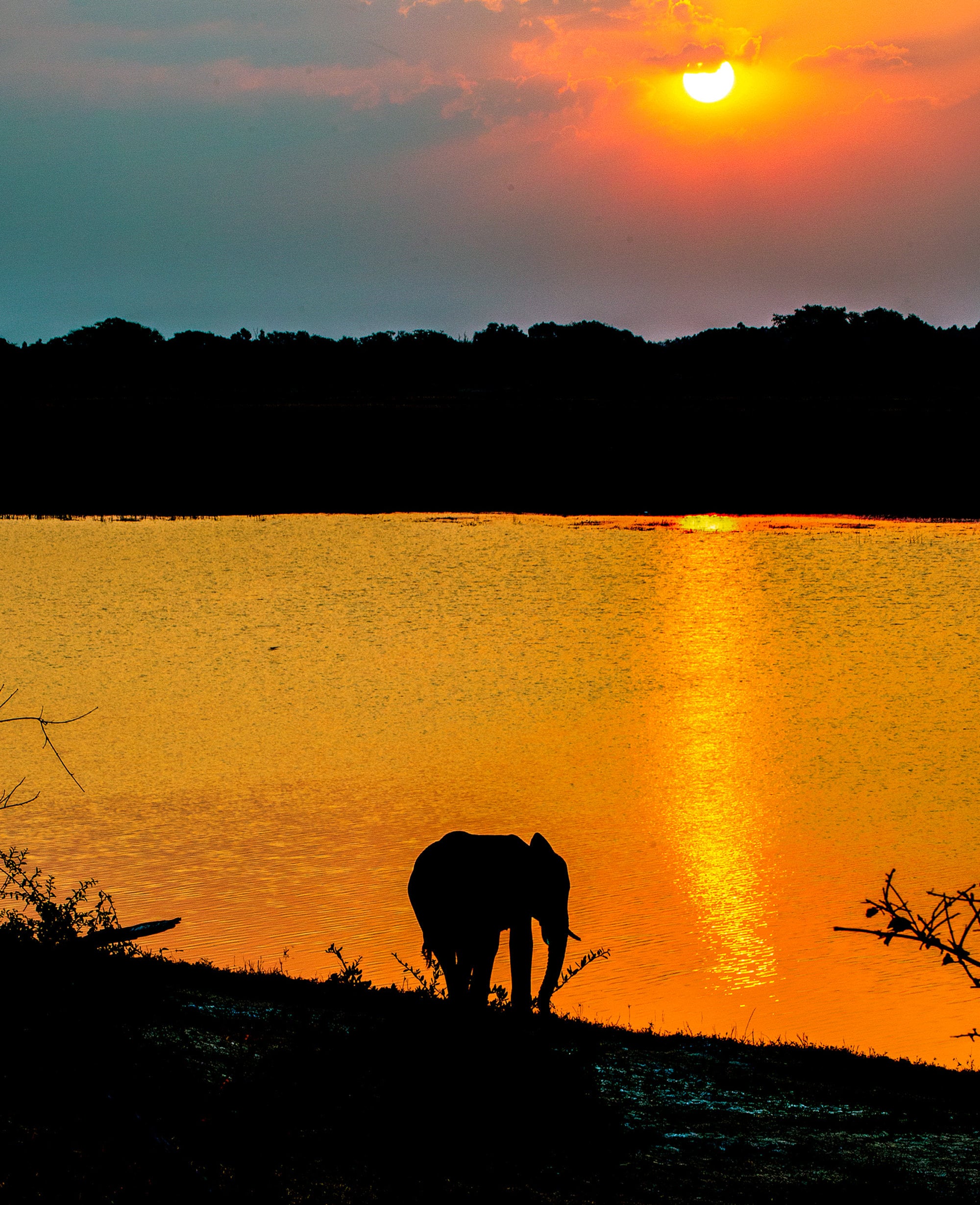 Wall Hanging Canvas Photo Print of South Africa Elephant Posterized Color for