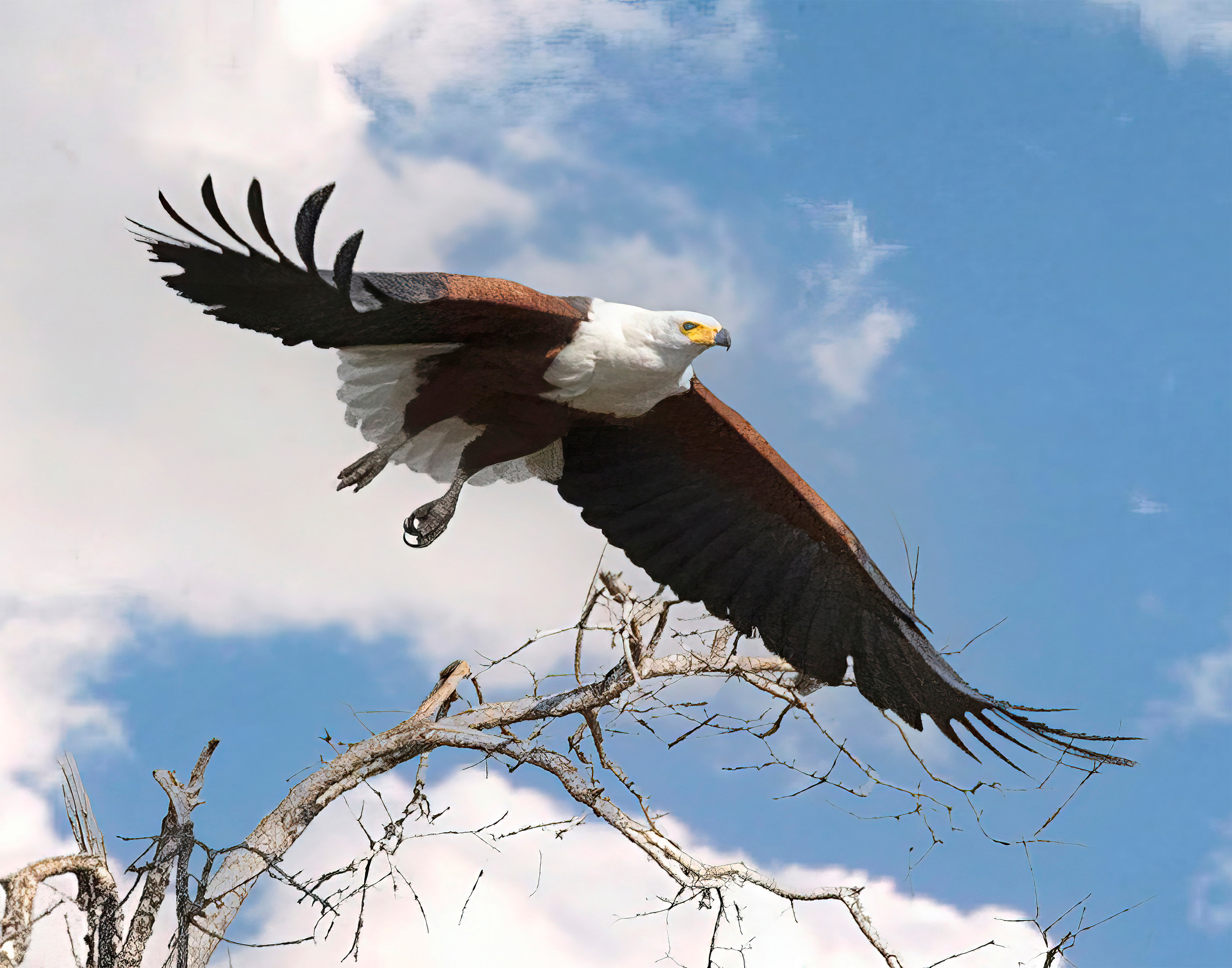 South Africa Eagle Canvas Photo Art Print Wall Hanging, From 8 x 10 up to 40 x