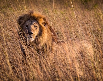 Majestic Lion Canvas Wall Art, South Africa Lion in Wild Canvas Photo Print, Modern Safari Travel Photography for Office or Home Room Decor