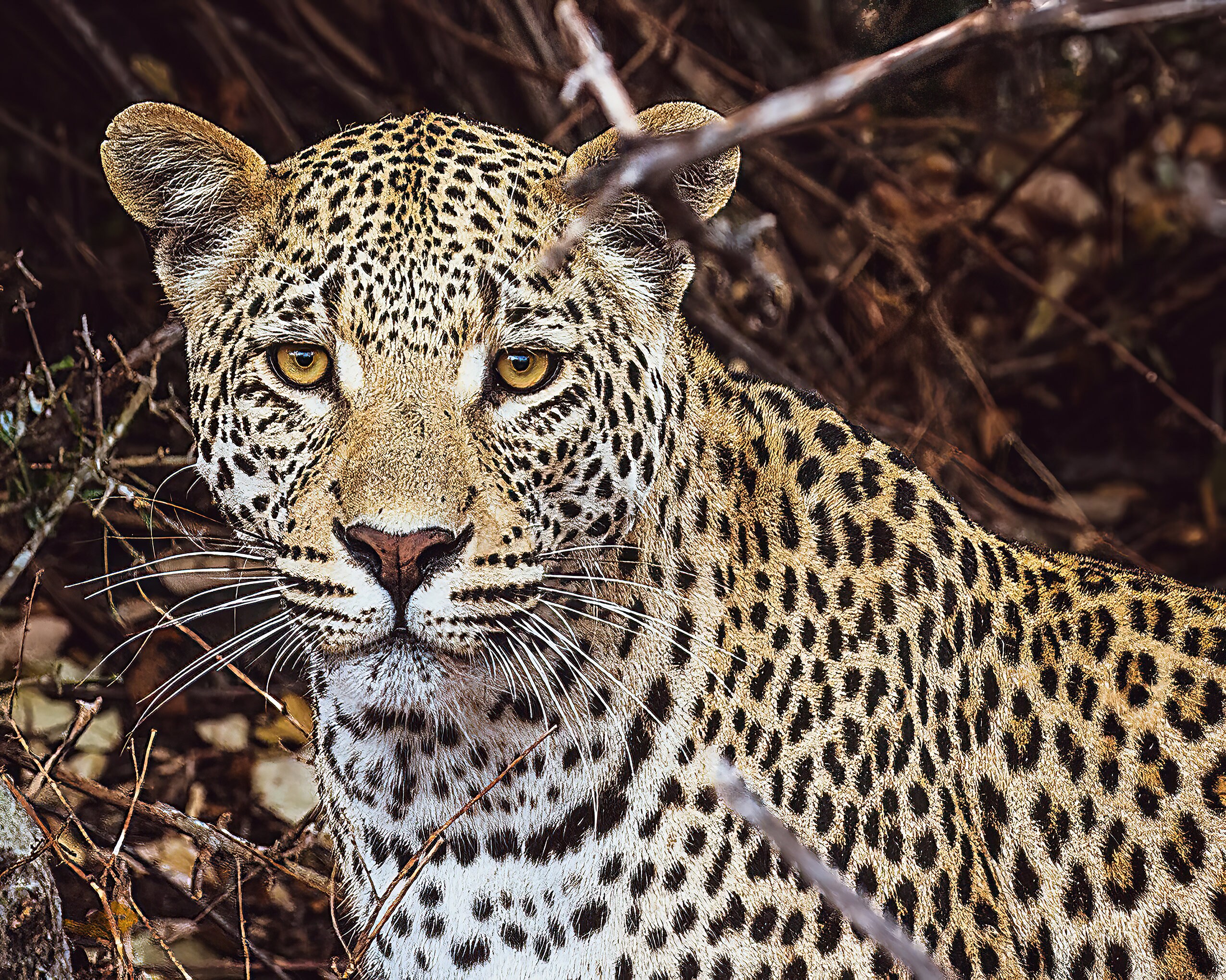 Wall Hanging Canvas Photo Print of a South Africa Leopard 8X10 to 40 x 90 in.