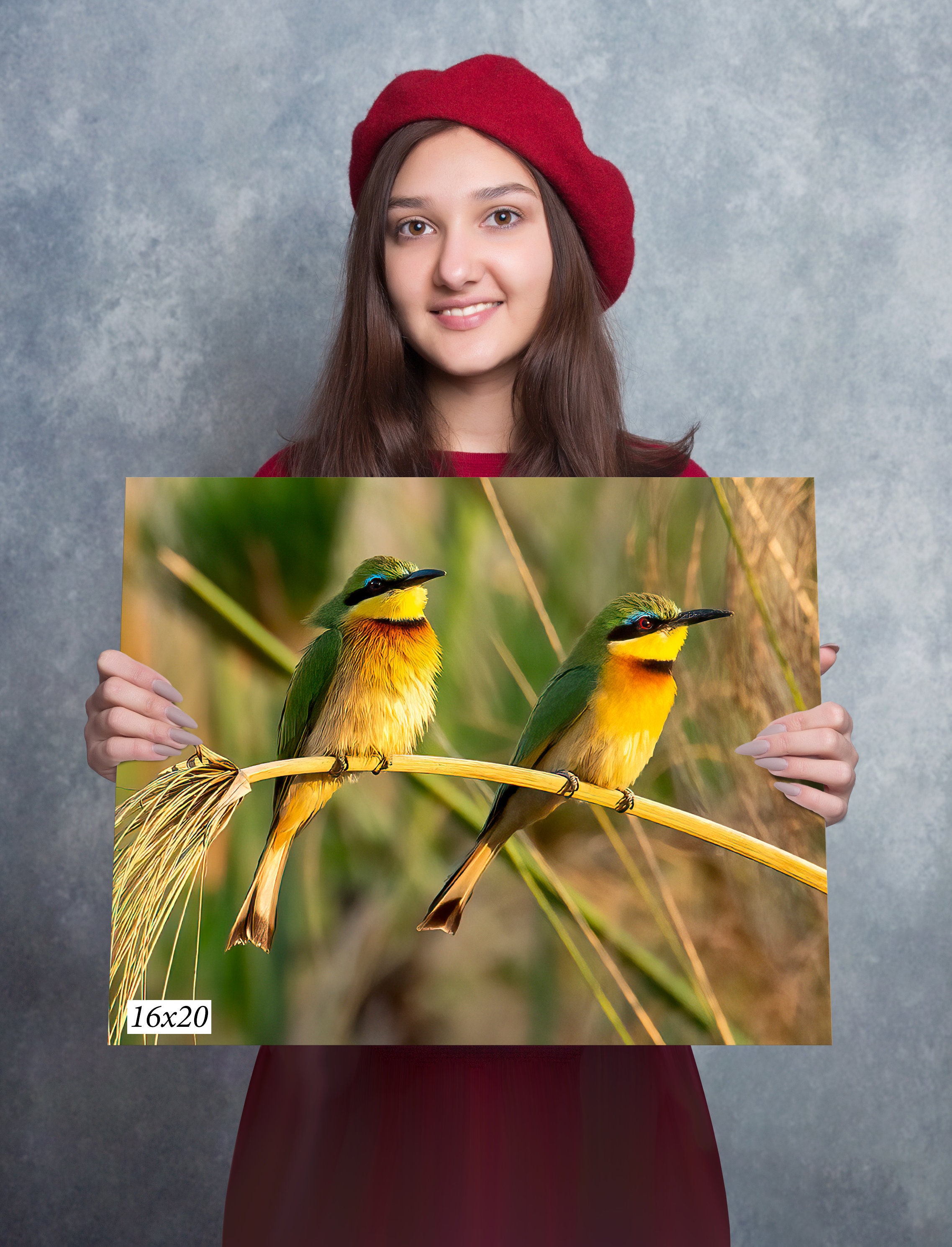 South Africa 2 Little Bee-Eaters Canvas Photo Art Print For Wall ,  8 x 10 up to - Picture 4 of 20