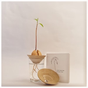 Può includere: Un piccolo nocciolo di avocado con radici che crescono in un barattolo di vetro trasparente con un piattino marrone macchiato. Il nocciolo sta spuntando un piccolo stelo verde con foglie. Un biglietto bianco con il testo "Coltiva il tuo albero di avocado" è sul lato destro dell'immagine.