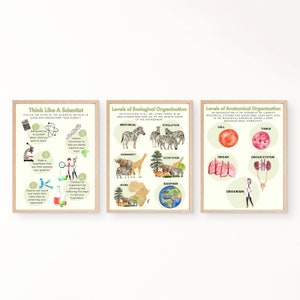 Conjunto de 3 carteles de la escuela secundaria de ciencias de la biología, cartel de aprendizaje, escuela secundaria, arte imprimible en el aula, descarga instantánea