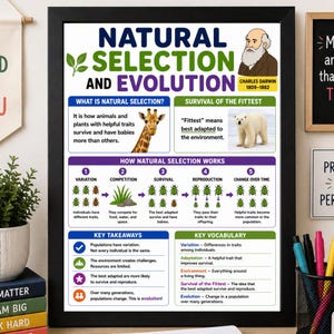 May include: A framed educational poster titled Natural Selection and Evolution featuring an illustration of Charles Darwin, a giraffe, and a polar bear. The chart explains biological concepts through text, diagrams, and icons on a white background.