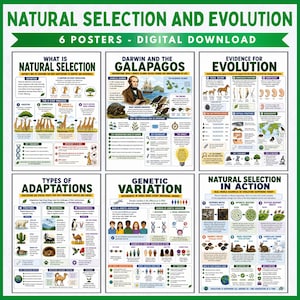 May include: A set of six educational posters titled Natural Selection and Evolution, featuring digital illustrations, diagrams, and text explaining scientific concepts like Darwin, genetic variation, and adaptations with colourful charts and icons.