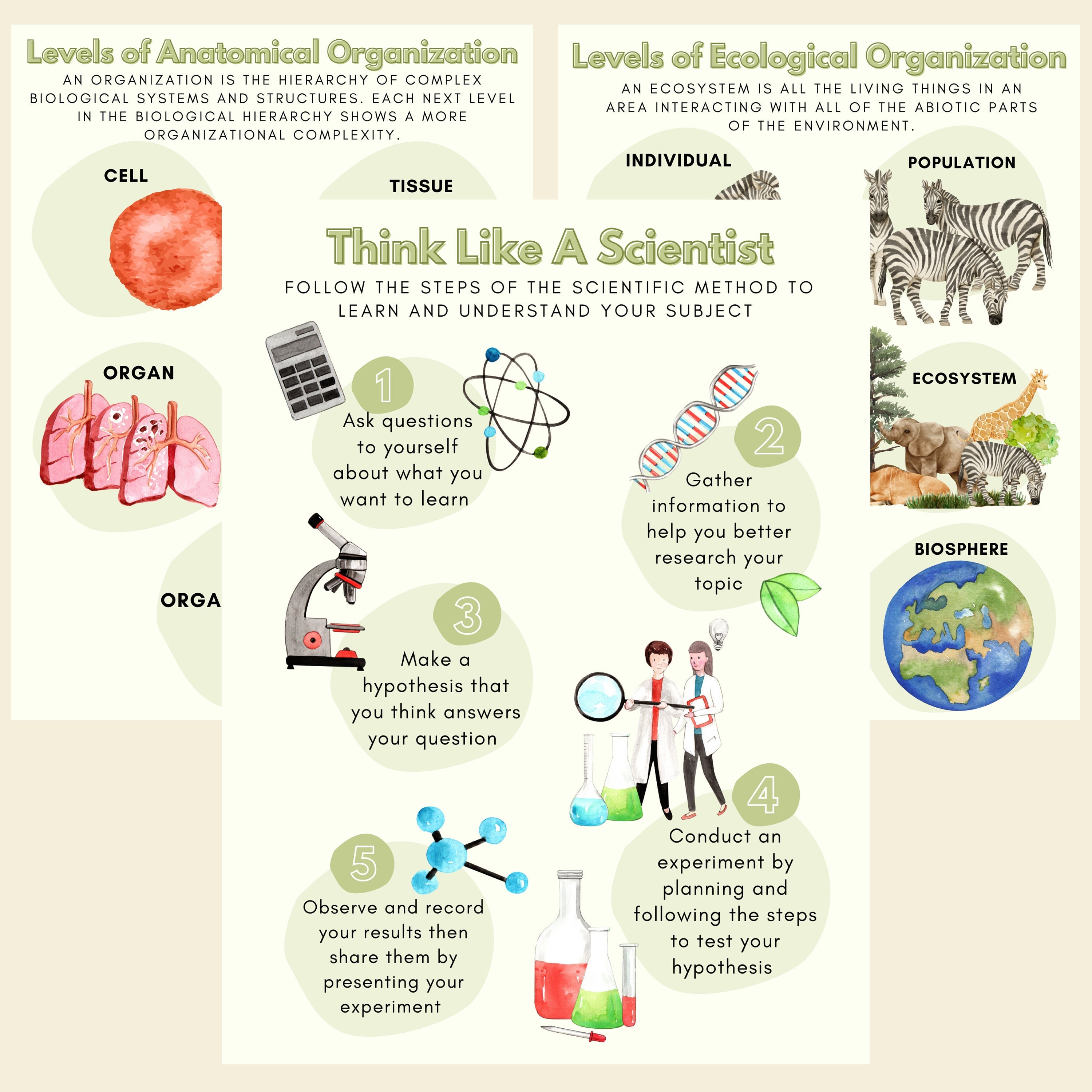 Set of 3 Biology Science Middle School Posters Learning Etsy