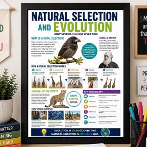 Op de afbeelding: Een ingelijste educatieve poster getiteld Natural Selection and Evolution, met een donkergevederde vogel, een portret van Charles Darwin, illustraties van giraffen, een jachtluipaard en tekst die biologische concepten uitlegt.