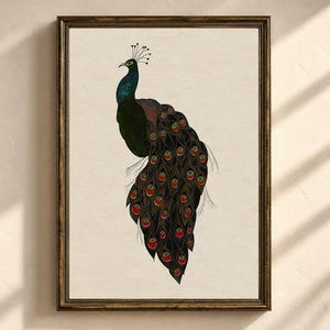 May include: A framed wall art print featuring a detailed illustration of a peacock with a deep blue neck and a long, flowing tail adorned with dark, intricate feather patterns, each highlighted by a vibrant red and green eye-spot design.