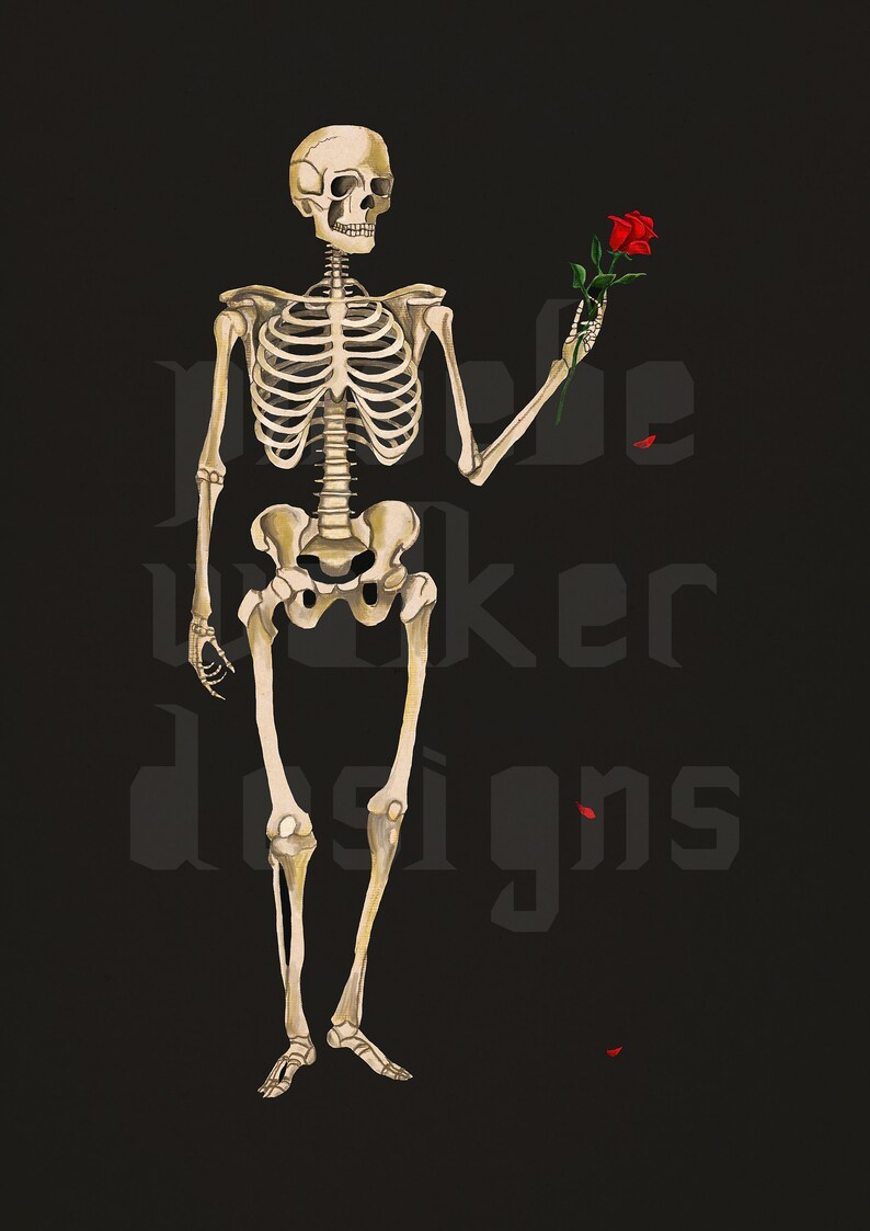 May include: A full-body illustration of a human skeleton against a black background. The skeleton holds a single red rose in its left hand, with two small red petals falling below. The text 'pebble walker designs' is visible in dark gray.