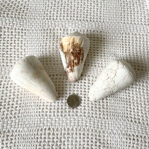 May include: Three seashells, two white and one brown with white stripes, on a white crocheted surface.