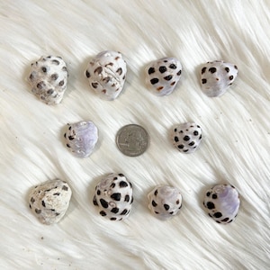 May include: An assortment of seashells with speckled patterns in black and brown, alongside a US quarter coin. The shells vary in size and shape, with some displaying a light purple hue. The shells are arranged on a white, fluffy surface.