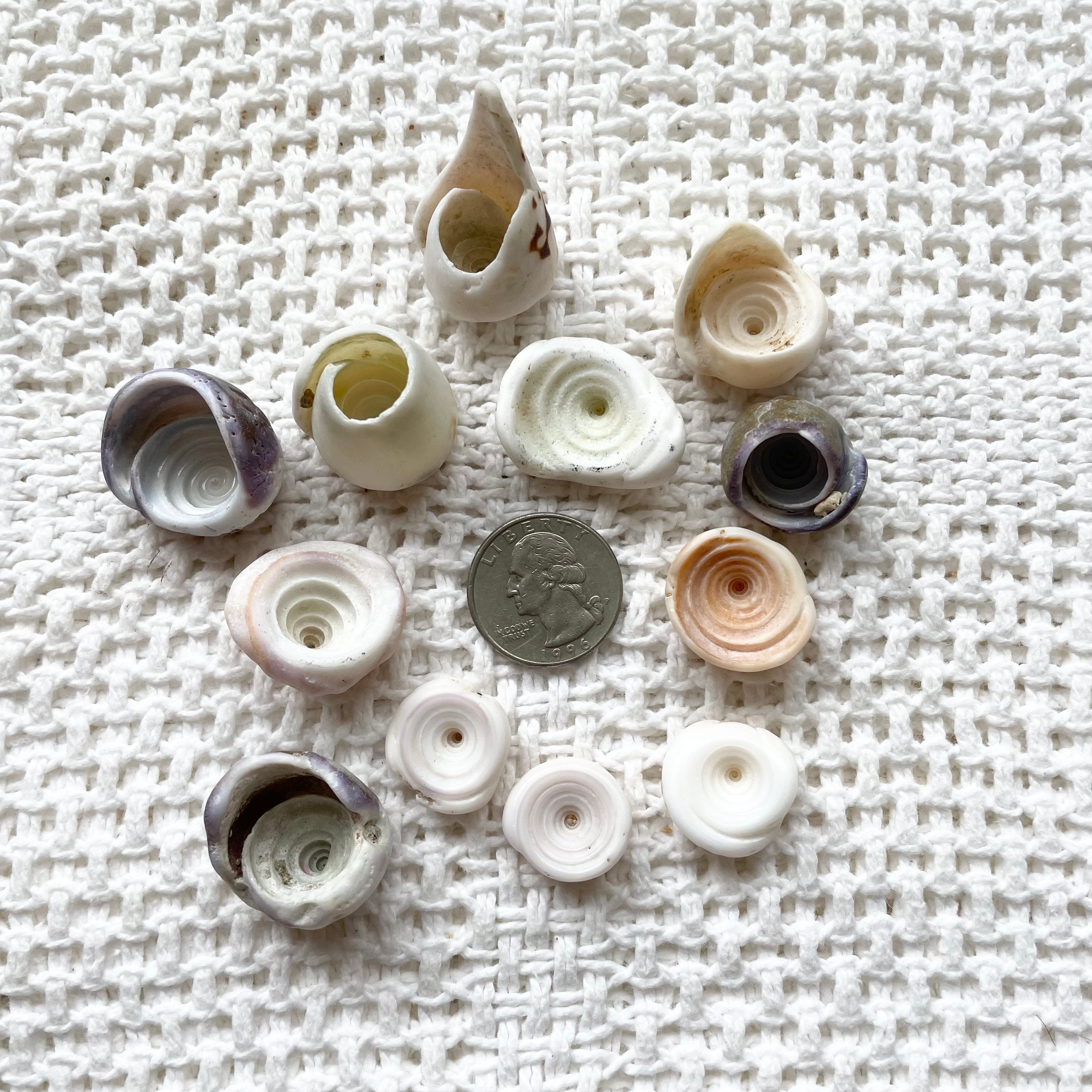 Hawaiian Hawai’i Large Puka Shells Lot of 12 PCS Jewelry Making Craft ...